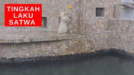 VIDEO: Tingkah Laku Satwa Saat Lockdown