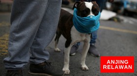 VIDEO: Anjing Relawan Covid-19