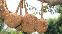 Unik! Durian Gundul Berhasil Dipetik Setelah Eksperimen 12 Tahun