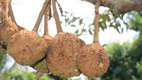 Alasan Minum Kopi Bikin Mulas hingga Panen Durian Gundul Setelah 12 Tahun
