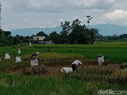 Hari Krida Pertanian 21 Juni: Sejarah dan Maknanya