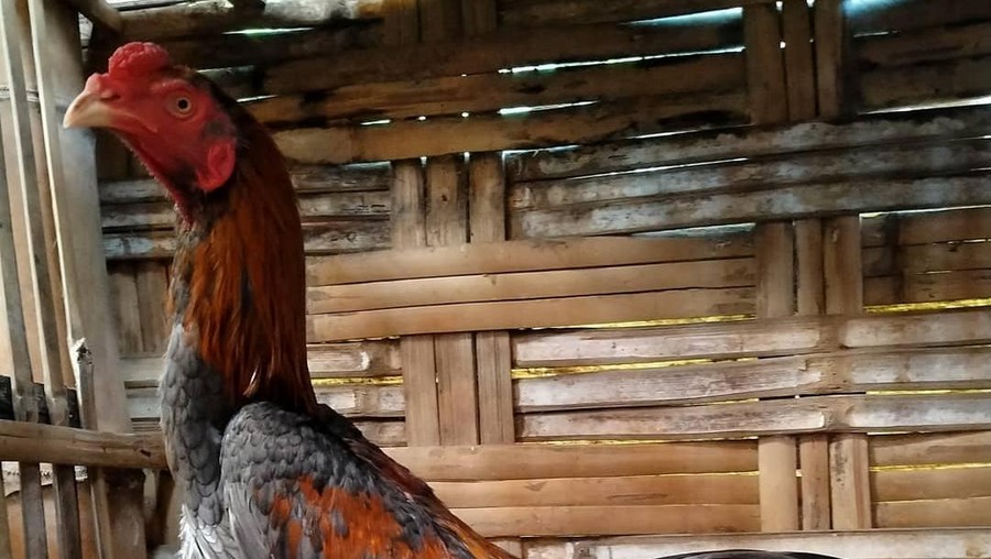 Viral Seorang Wanita  Dapat Rp5 Miliar Usai Potong Ayam  