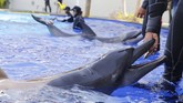 Nasib Lumba-Lumba di Lembaga Konservasi saat Wabah Covid-19 A trainer feeds a dolphin during a training at a conservation center in Bali, Indonesia on Tuesday, April 28, 2020 during a temporal closure due to the concerns over a new coronavirus infection. All tourist attractions and sites have been asked to temporarily close as a measure to control the spread of the virus outbreak. (AP Photo/Firdia Lisnawati)