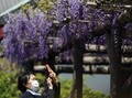 Kasus Menurun, Jepang Berencana Cabut Status Darurat Corona