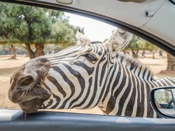 Kenapa Zebra Punya Garis Hitam Putih? Ternyata karena Ini