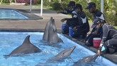 Nasib Lumba-Lumba di Lembaga Konservasi saat Wabah Covid-19 Pelatih berinteraksi dengan Lumba-Lumba saat kegiatan pemantauan yang dilakukan Balai Konservasi Sumber Daya Alam (BKSDA) Bali di Bali Exotic Marine Park, Denpasar, Bali, Selasa (28/4/2020). BKSDA Bali melakukan pemantauan di sejumlah lembaga konservasi untuk memberikan edukasi serta memastikan satwa yang ada di lembaga konservasi tetap dalam kondisi yang baik dan tetap mendapatkan perlakuan sama dengan kaidah-kaidah kesejahteraan satwa selama masa pandemi COVID-19. ANTARA FOTO/Fikri Yusuf/hp.