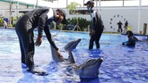 Nasib Lumba-Lumba di Lembaga Konservasi saat Wabah Covid-19 Trainers give a training to dolphins at a conservation center in Bali, Indonesia on Tuesday, April 28, 2020 during a temporal closure to public due to the concerns over a new coronavirus infection. All tourist attractions and sites have been asked to temporarily close as a measure to control the spread of the virus outbreak. (AP Photo/Firdia Lisnawati)