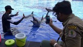 Nasib Lumba-Lumba di Lembaga Konservasi saat Wabah Covid-19 Petugas Balai Konservasi Sumber Daya Alam (BKSDA) Bali mengamati Lumba-Lumba di Bali Exotic Marine Park, Denpasar, Bali, Selasa (28/4/2020). BKSDA Bali melakukan pemantauan di sejumlah lembaga konservasi untuk memberikan edukasi serta memastikan satwa yang ada di lembaga konservasi tetap dalam kondisi yang baik dan tetap mendapatkan perlakuan sama dengan kaidah-kaidah kesejahteraan satwa selama masa pandemi COVID-19. ANTARA FOTO/Fikri Yusuf/hp.