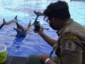 FOTO: Merawat Lumba-lumba di Tengah Pandemi Corona