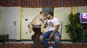 FOTO: Pelatih Singa Gelar Sirkus 'di Rumah Aja'
