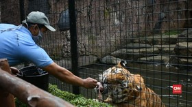 VIDEO: Corona Buat Satwa di Kebun Binatang Terancam Kelaparan