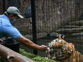 VIDEO: Corona Buat Satwa di Kebun Binatang Terancam Kelaparan
