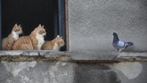 Nyalang Edisi 2 Mei 2020 Cats stare at a pigeon from inside a window in Bucharest, Romania, Thursday, April 23, 2020. (AP Photo/Vadim Ghirda)