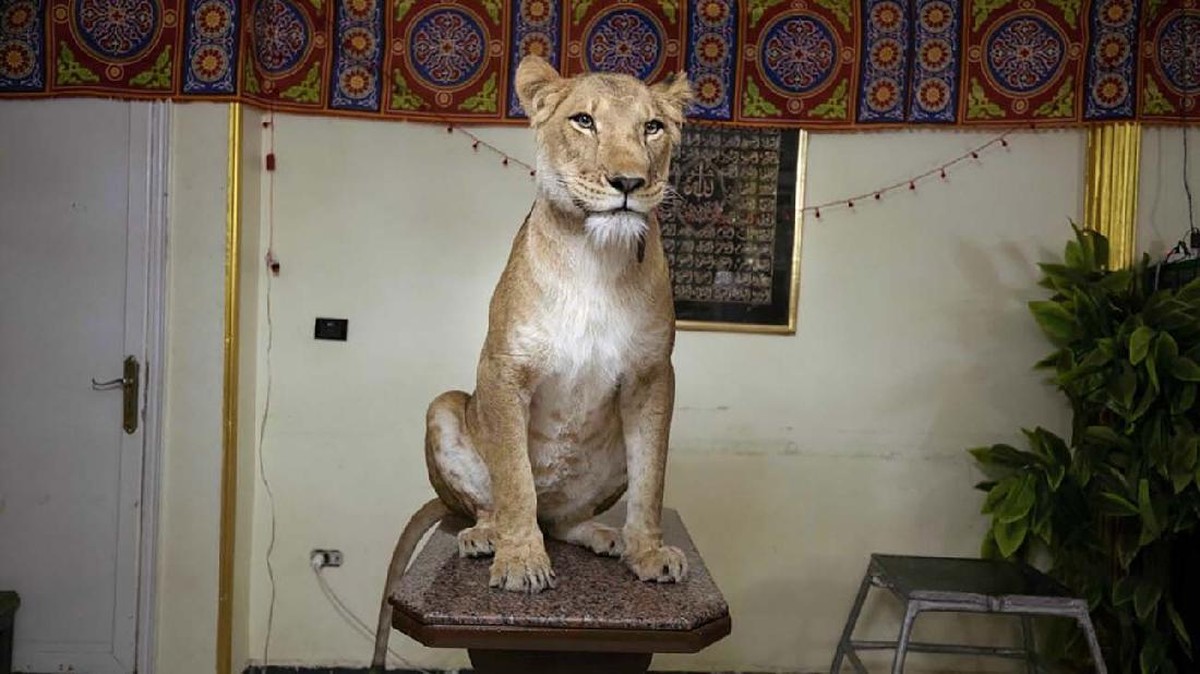 FOTO: Pelatih Singa Gelar Sirkus 'di Rumah Aja'