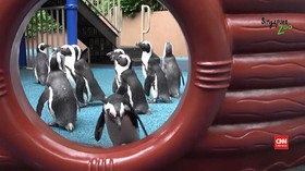 VIDEO: Kebun Binatang Ditutup, Waktunya Penguin Jalan-jalan