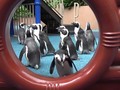 VIDEO: Kebun Binatang Ditutup, Waktunya Penguin Jalan-jalan