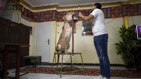 Tiga Generasi Keluarga Pelatih Singa di Mesir