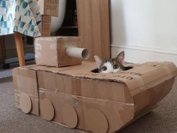 Alasan Kucing Senang Nongkrong di Kardus