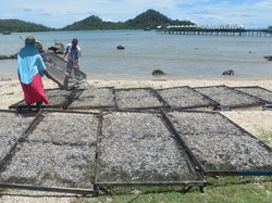 Pak Jokowi, Petani Juga Minta Dapat Subsidi dari Pemerintah