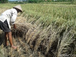 100 Ha Sawah di Kulon Progo Diserang Hama Wereng Cokelat