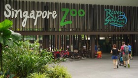 Singapore Zoo Sepi, Sekelompok Penguin Asyik Keluar Kandang