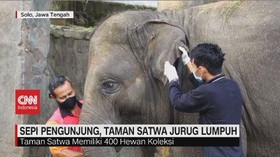 VIDEO: Sepi Pengunjung, Taman Satwa Jurug Lumpuh