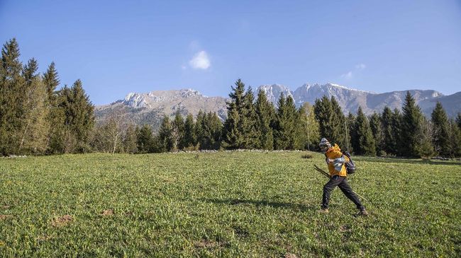 In this image taken on Thursday, April 23, 2020, alpine guide Ernesto Cocchetti, 57, walks on a slope in Castione Della Presolana, with Mt. Presolana in the background, near Bergamo, northern Italy. Cocchetti normally works the in summer, taking clients as young as 8 on hiking tours, and older clients up to the peaks of "The Queen of the Orobie", but he also takes care of the maintenance of the Italian Alpine Club mountain paths. Cocchetti predicts a return to "living with nature's rhythms" once government restrictions to prevent the spread of COVID-19 will be eased. (AP Photo/Luca Bruno)