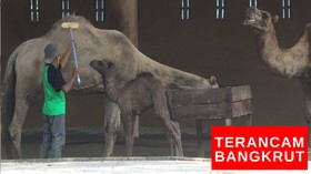 VIDEO: Taman Satwa Jurug Solo Terancam Bangkrut