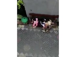 Viral, Monyet Serang dan Seret Bocah Saat Pertunjukan Topeng