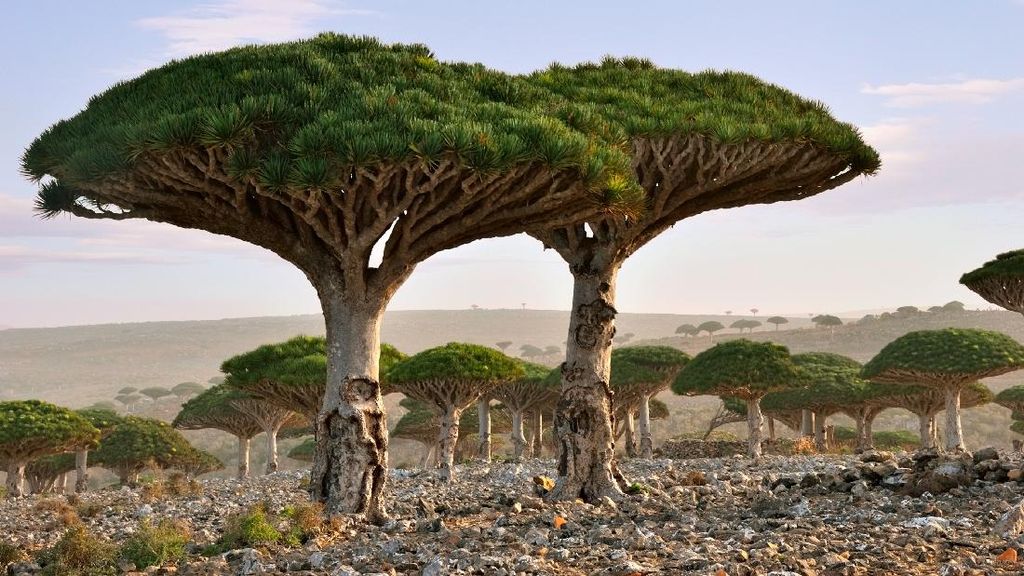 Ratusan Turis Terjebak di Pulau Socotra Imbas Ketegangan UEA-Saudi