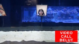 VIDEO: Khawatir Lupa, Belut di Jepang Video Call Manusia