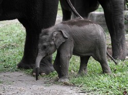 Video Gajah Sumatera Lahirkan Bayi Betina di Siak Riau