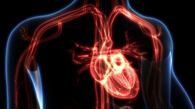 3D Illustration of Human Heart Anatomy