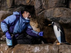 Kisah Pengasuh Penguin di Hong Kong Tetap Bekerja Meski Ada Corona