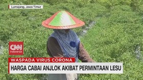 VIDEO: Harga Cabai dan Telur Turun
