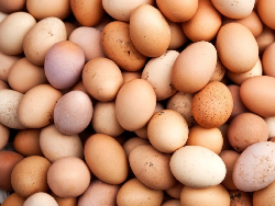 Apa Itu Telur Infertil? Ini Penjelasan dan Bahayanya Bagi Kesehatan
