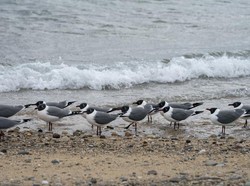 Miris! Sarang Burung Laut di Pulau Tak Berpenghuni Penuh Sampah Plastik