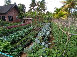 Kementan Dorong Pemanfaatan Lahan Pekarangan untuk Kebutuhan Pangan