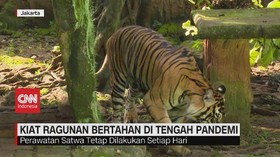 VIDEO: Kiat Ragunan Bertahan di Tengah Pandemi