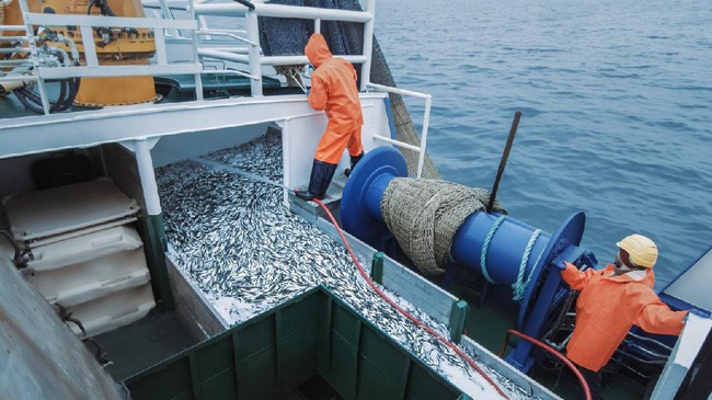 Crew of Fishermen Open Trawl Net with Caugth Fish on Board of Commercial Fishing Ship