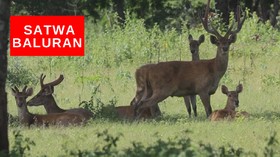 VIDEO: Sebulan Ditutup, Savana TN Baluran Dipenuhi Satwa