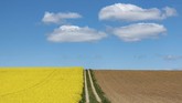 Nyalang Edisi 9 Mei 2020 Clouds pass over a flowering rape field in Menkofen, Germany, Wednesday, May 6, 2020. (Armin Weigel/dpa via AP)