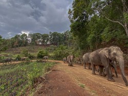 Gajah di Tempat Wisata Thailand Akhirnya Mudik ke Hutan