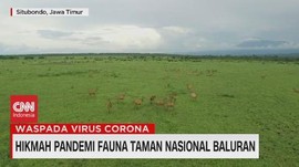 VIDEO: Hikmah Pandemi Fauna Taman Nasional Baluran