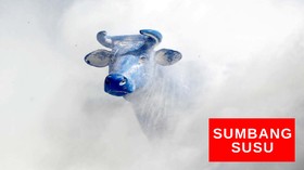 VIDEO: Stok Melimpah, Peternak Sapi Perah Sumbang Susu