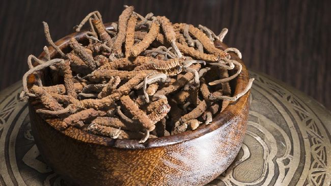 yarsagumba chinese cordyceps, alternative chinese folk medicine, tibet