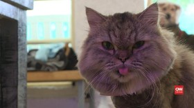 VIDEO: Kafe Kucing di Bangkok Kembali Dibuka di Kala Pandemi