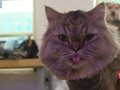 Studi: Kucing Bisa Saling Menularkan Virus Corona