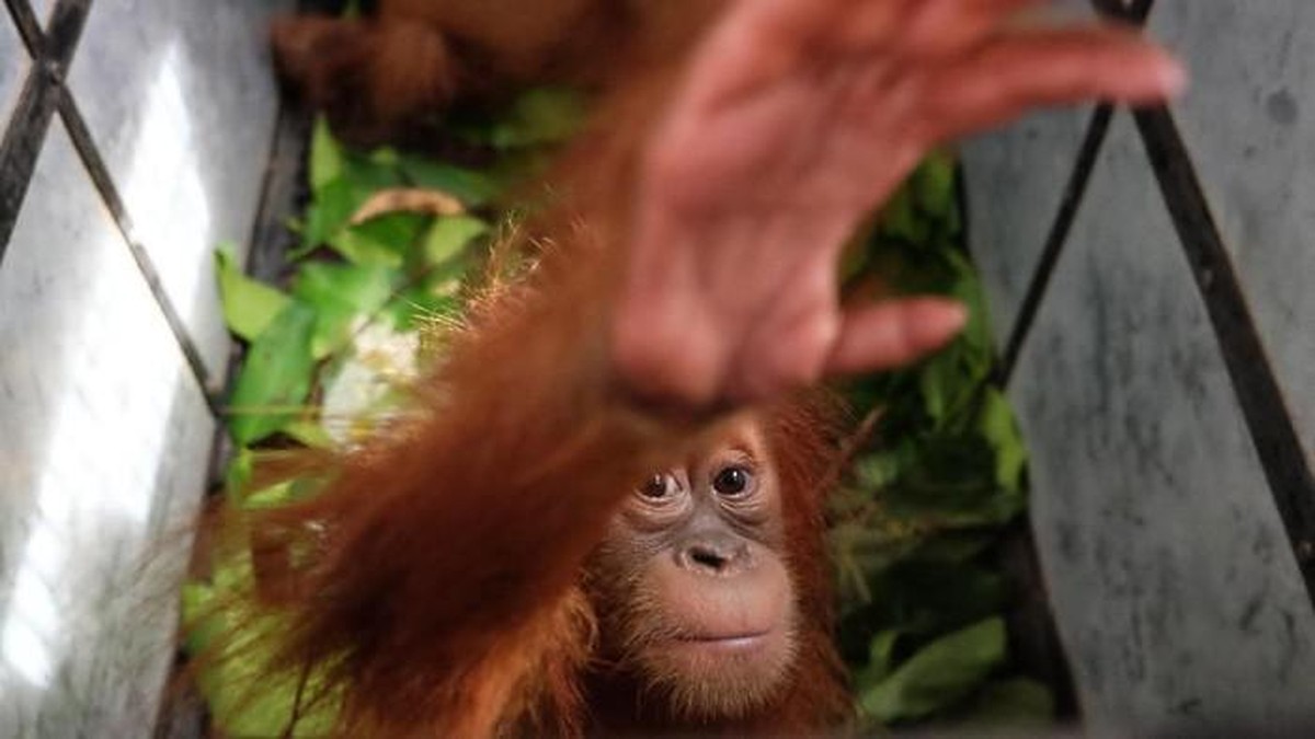 58 Orang Utan Sumatra Tewas Seketika, Terkubur Lumpur dan Batang Kayu