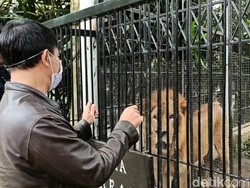 Pemda Sumbang Rp 50 Juta untuk Pakan Hewan di Taman Satwa Cikembulan Garut